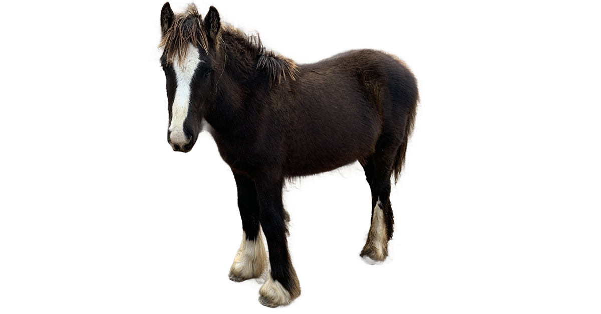 Lexins Rising Starlight (Kashmir) — Gypsy Vanner profile photo