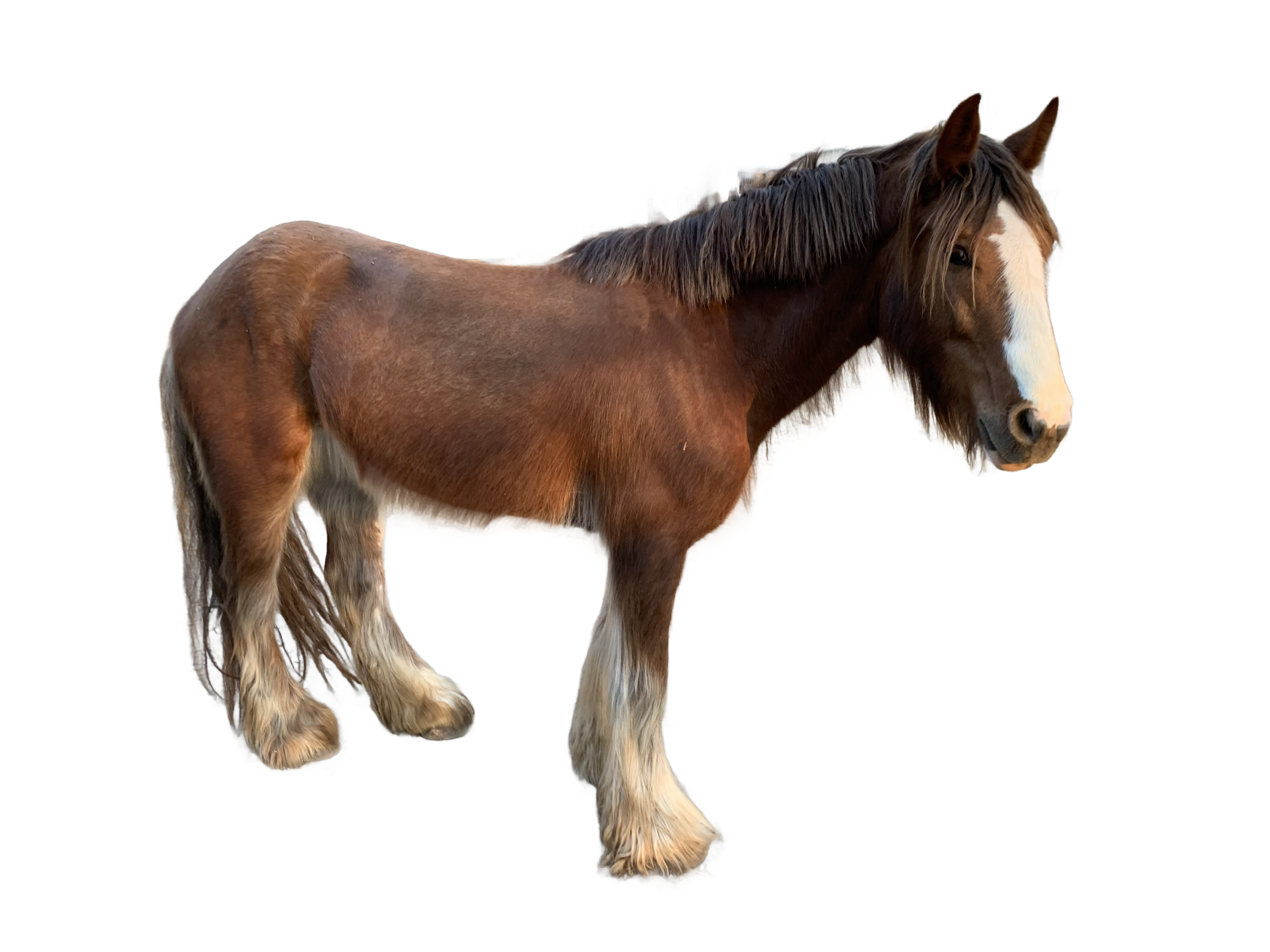 Rising Stars Broadway Sensation (Scarlet) — Gypsy Vanner profile photo