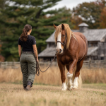 Woman leading a horse on a grassy field