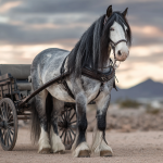 Grey Gypsy Vanner horse harnessed to a wagon in a desert landscape at sunset